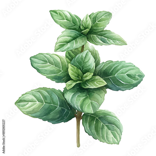 A Mint Plant, watercolor painting vector, isolated on a white background.