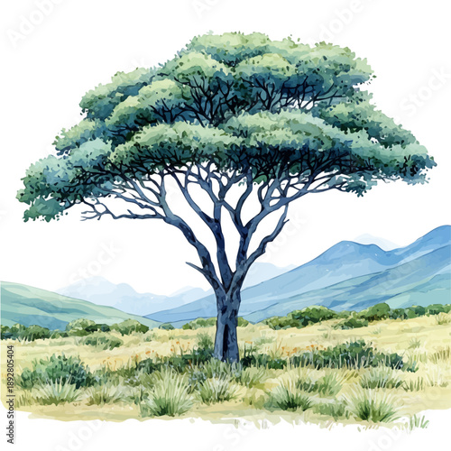 Tableau sur toile A Mesquite Tree, watercolor clipart vector, isolated on a white background