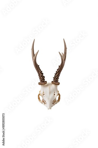Deer skull with antlers isolated on transparent background