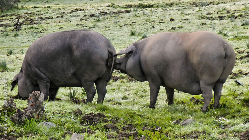 Obraz premium Free range iberian pigs eating on dehesa pasture