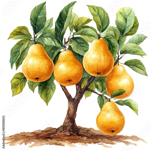 Autumn Pears Ripening Tree, watercolor painting vector, isolated on a white background.