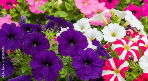 Vibrant violet and purple petunia blossoms with white petals bloom amidst lush green leaves in a beautiful summer garden nature scene
