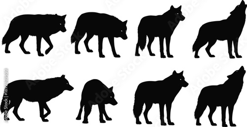Set of wolf silhouettes in black showing walking and standing poses for wildlife illustration, forest nature design, and vector graphics use