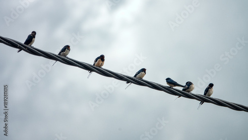 Фотография common swallow (Hirundo rustica) feed youngs in Sulawesi