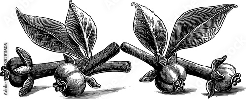 Clove spice buds botanical engraving - vintage hand-drawn sketch for herbal design