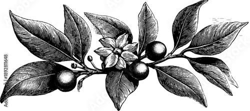 Vintage botanical engraving of clove spice buds and leaves for retro design and decoration