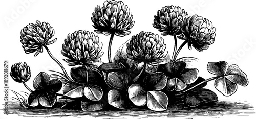 Vintage botanical study of clover forage crop - 19th century engraving