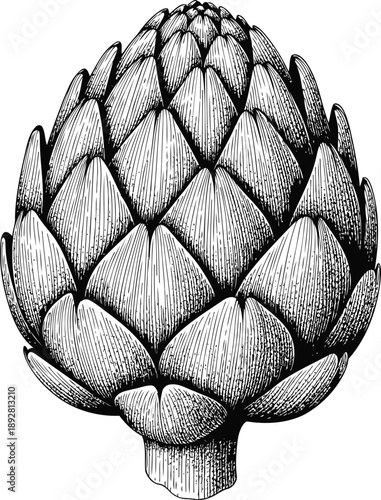Artichoke vegetable superfood organic nutrition. Vintage engraving style vector illustration for healthy eating, garden, farm, diet