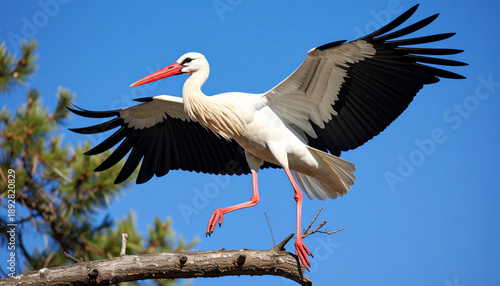 White stork (Ciconia ciconia). black wingtips landing on a tree branch, macro shot. AI