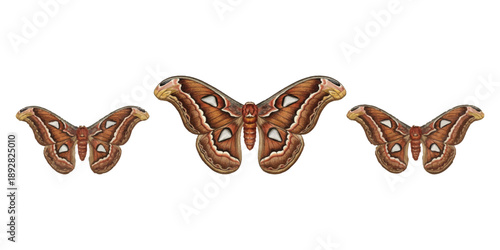 chocolate candy on white background