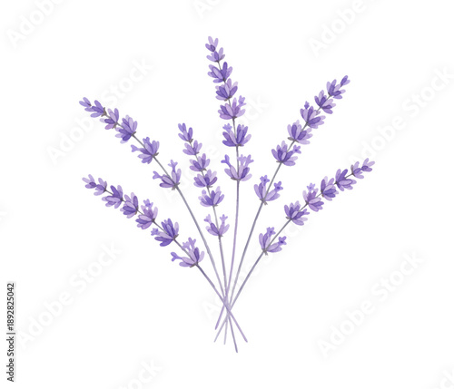 bunch of lavender