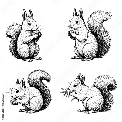Hand drawn squirrel illustrations in vintage engraving style, four poses holding nuts and leaves. Detailed wildlife line art for forest nature themes, autumn design, and rustic prints.