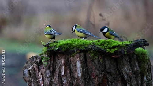 Garden birds feeding on a tree stump covered with green moss in winter