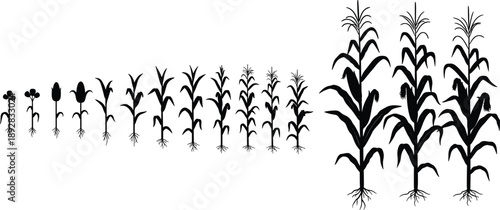 Corn, growth, stages, silhouette, agriculture, plant, development, cycle, farming, crop, life, process, black, white, vector, illustration, infographic, nature, education, design