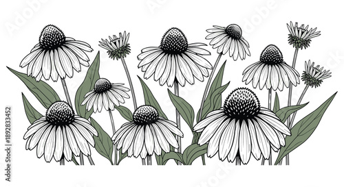 Echinacea flowers illustration, coneflower botanical art, black and white floral design, hand drawn wildflower, garden nature, vintage style, vector artwork