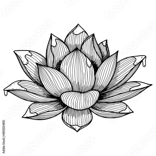Detailed black and white ink drawing illustration of a blooming lotus flower featuring delicate line work and dripping water.