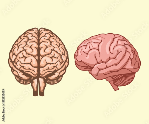 Anatomy of human brain showing frontal and lateral views for medical educational illustration