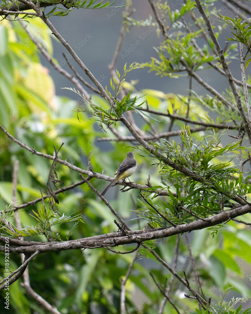 Obraz premium blue tit on branch