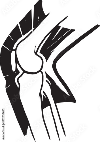 Stylized anatomical human knee joint illustration graphic