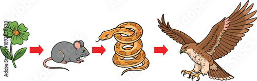 Biological food chain vector illustration showing energy transfer from green flower to mouse snake and predatory hawk bird