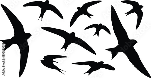 Collection of flying bird silhouettes in dynamic wing positions, isolated on white background, elegant avian shapes for wildlife, freedom, and minimalist design projects