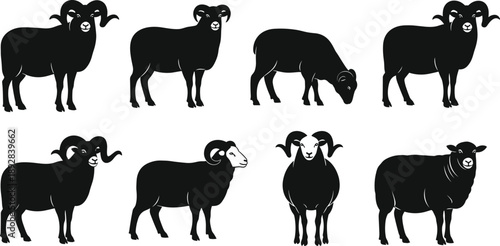 Ram and sheep silhouette set in various poses, black vector farm animal illustration collection isolated on white background