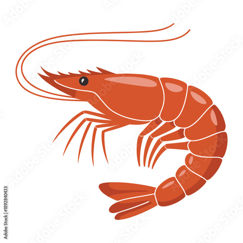 shrimp on white background
