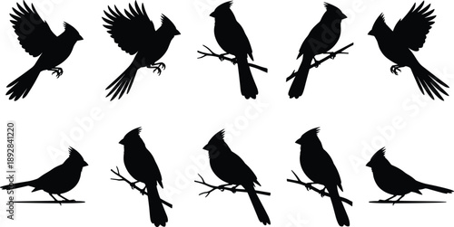 Set of black bird silhouettes perched and flying, isolated on white background, elegant avian shapes for wildlife, nature, and design projects
