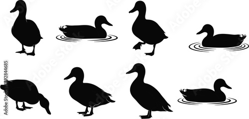Collection of duck silhouettes in standing, walking, swimming, and resting poses, water bird illustrations isolated on white background, wildlife, nature, animal behavior, farm and pond life concept