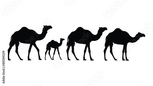 A silhouette of five camels walking in a line across a white background