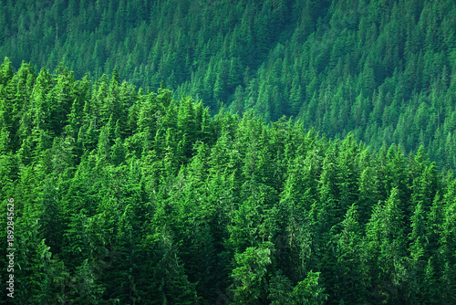 Foto Lush Green Pine Forest or Forrest on Wild Mountainside in Wilder