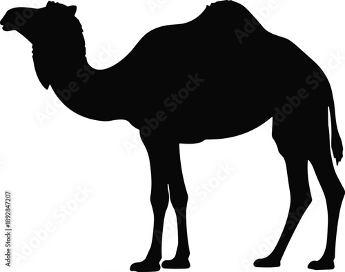 Camel silhouette isolated on white background, desert animal wildlife concept, Arabian dromedary illustration for nature and travel themes