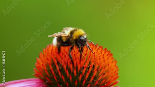 A bee is sitting on an echinacea flower. Pollination of a flower close-up.