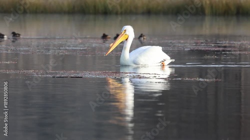 American white pelican (Pelecanus erythrorhynchos) swimming on calm water with clear reflection at Baum Lake in Shasta County, California, slow motion wildlife scene.