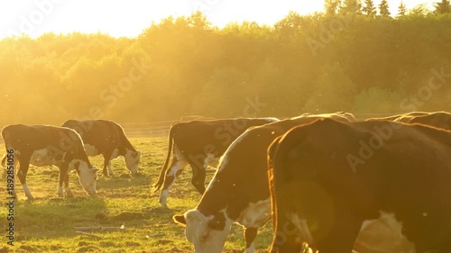 A brown cow walks through the pasture, bathed in the setting sun. Shooting by wiring.