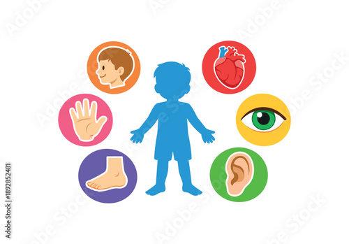 full color icon big emblem childrens body parts with central child silhouette surrounded by head hand foot heart eye ear and spine full kids anatomy set clean shapes. colored flat icon