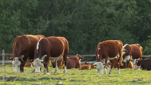 Cows graze in the meadow and eat grass.