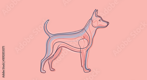 Canine Anatomy Illustration Showing Skeletal and Muscular Systems.