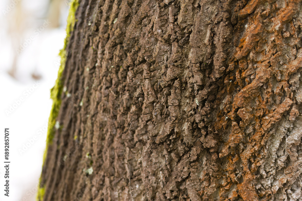 Obraz premium Rough bark of the tulip tree, vertical deep furrows and coarse grooves, wide furrows in the bark of the tulip tree, dark brown structure, wood structure, coarse wood structure, Liriodendron tulipifera