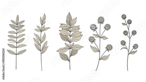 Selection of various botanical leaf and branch sketches are arranged in a row to show different plant species and shapes.