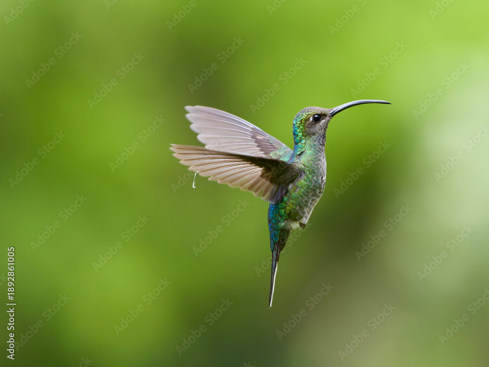 Fototapeta premium Female Violet Sabrewing hummingbird hovering in a tropical forest