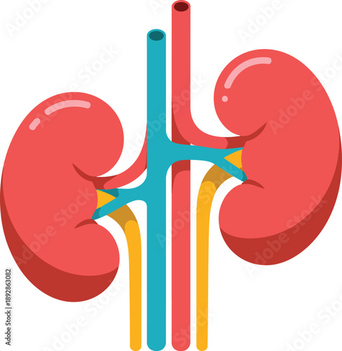 Stylized illustration of human kidneys and major blood vessels