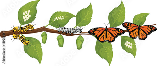 Educational illustration of monarch butterfly life cycle on a green leaf branch showing eggs caterpillars pupa chrysalis and adult butterflies for science biology and nature learning design.