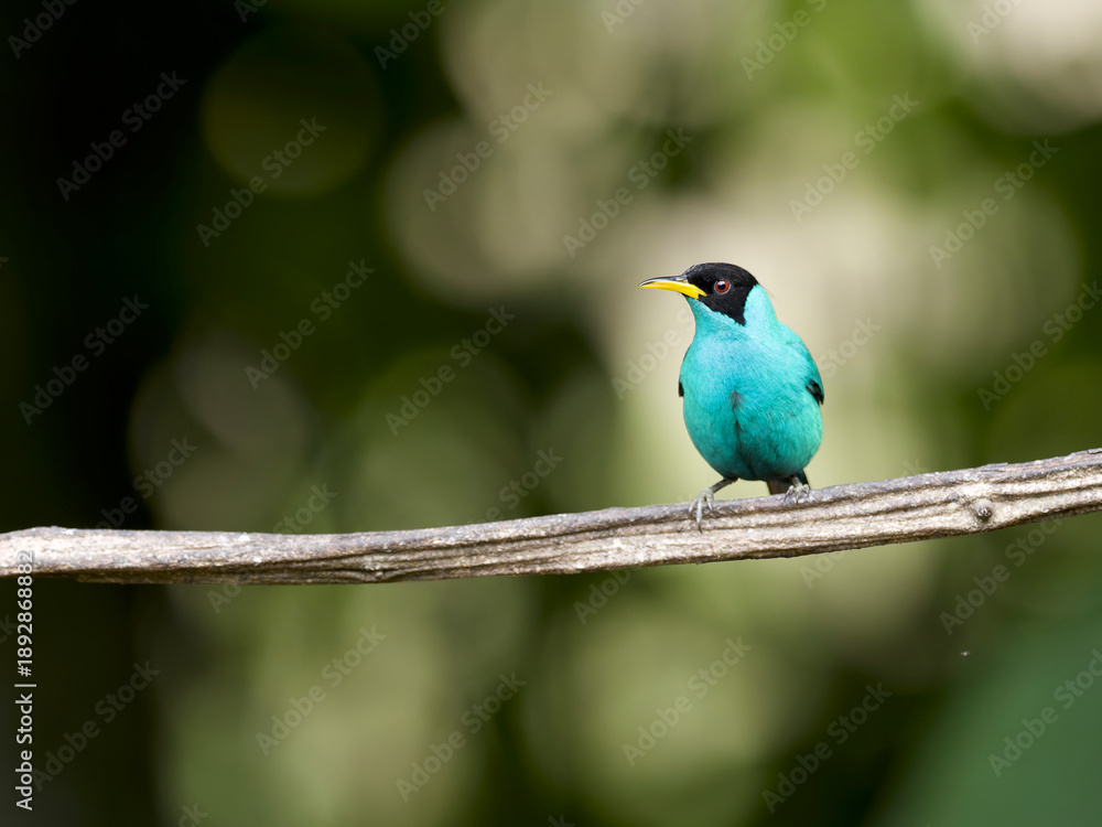Obraz premium Male Green Honeycreeper perched on a thin branch