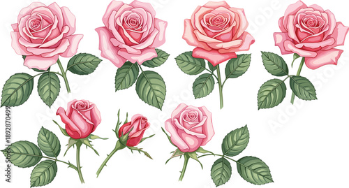 Collection of Beautiful Isolated Pink and Peach Rose Heads, Buds, and Stems with Detailed Designed in a Realistic Watercolor Vector Style for Elegant Floral Logos and Botanical Element Design.