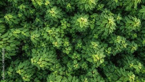 Overhead View of Lush Green Foliage with Dew Drops, Capturing the Intricate Patterns of Nature's Verdant Canopy in Soft Natural Light