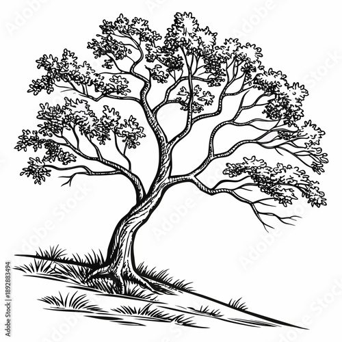 Elegant tree in serene landscape