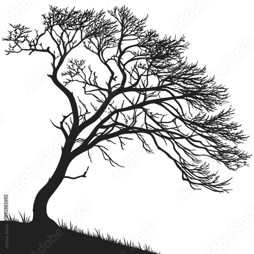 Silhouette of a twisted tree