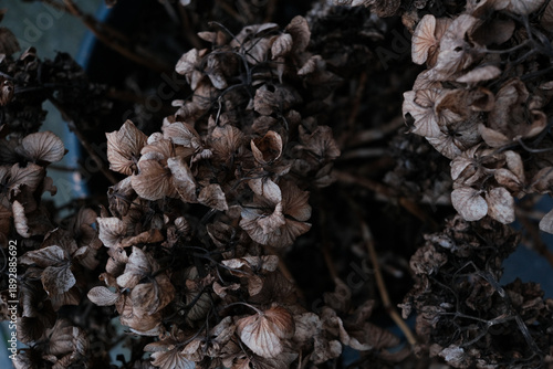 Wallpaper Mural A close up of dried flowers in a vase Torontodigital.ca