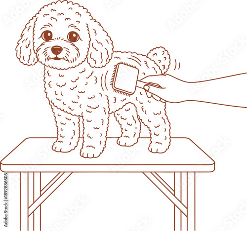 Pet poodle dog on grooming table being brushed by man hand. Grooming, caring, trimming. Vector illustration for salon, health, beauty